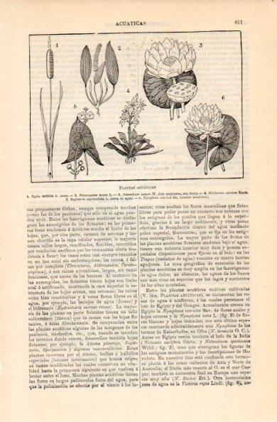 LAMINA V16341: Plantas acuaticas
