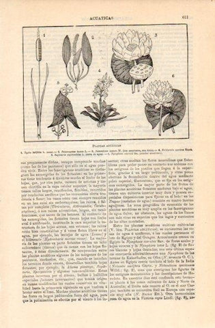 LAMINA V16341: Plantas acuaticas