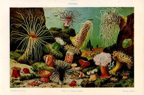 LAMINA V16327: Actinias