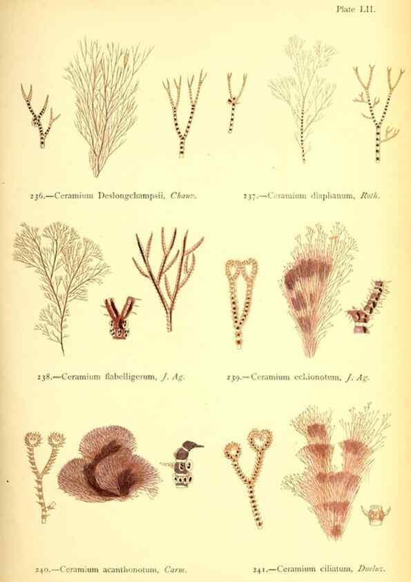 Reproducción/Reproduction 48346466597: British sea-weeds. London :Bell and Daldy,1872.. 