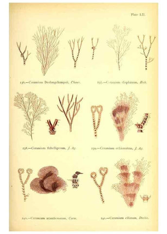 Reproducción/Reproduction 48346466597: British sea-weeds. London :Bell and Daldy,1872.. 