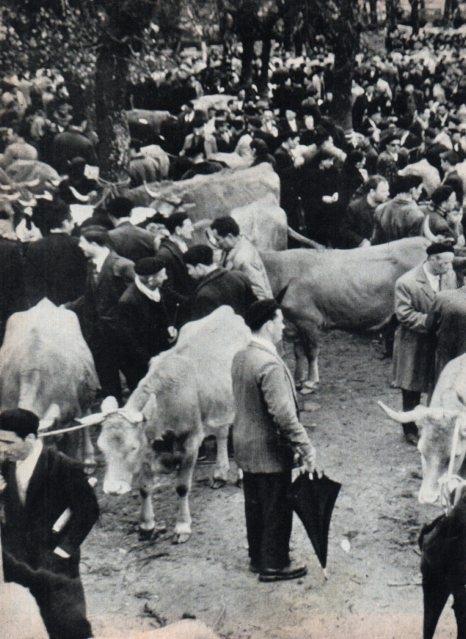 LAMINA V17384: Ganado en las Ferias de la Ascension y del Apostol