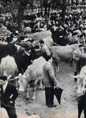 LAMINA V17384: Ganado en las Ferias de la Ascension y del Apostol