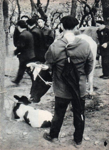 LAMINA V17386: Vaca en la Feria de la Ascension