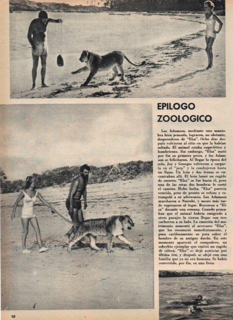 LAMINA V16986: Los Adamson con la leona Elsa