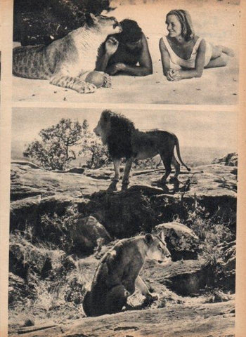 LAMINA V16987: La leona Elsa