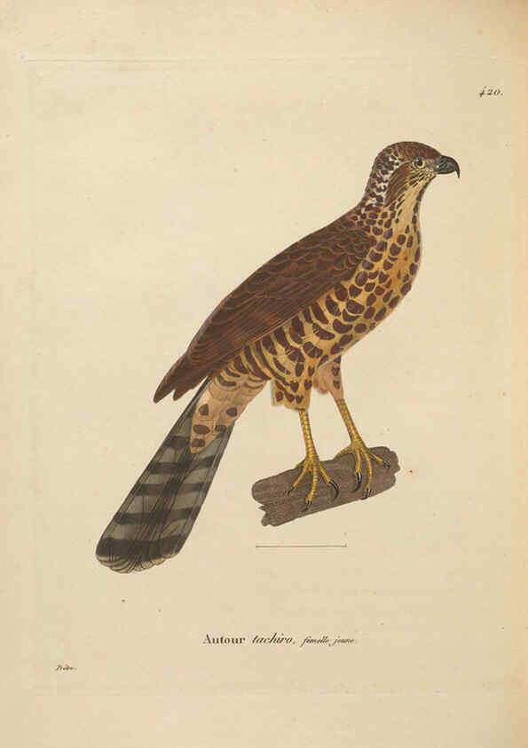 Reproducción/Reproduction 6285715737: Nouveau recueil de planches coloriées d'oiseaux A Strasbourgh ;Chez Legras Imbert et Comp.,1838