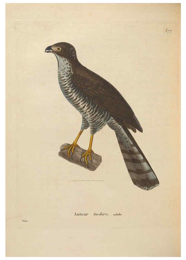 Reproducción/Reproduction 6286236598: Nouveau recueil de planches coloriées d'oiseaux A Strasbourgh ;Chez Legras Imbert et Comp.,1838