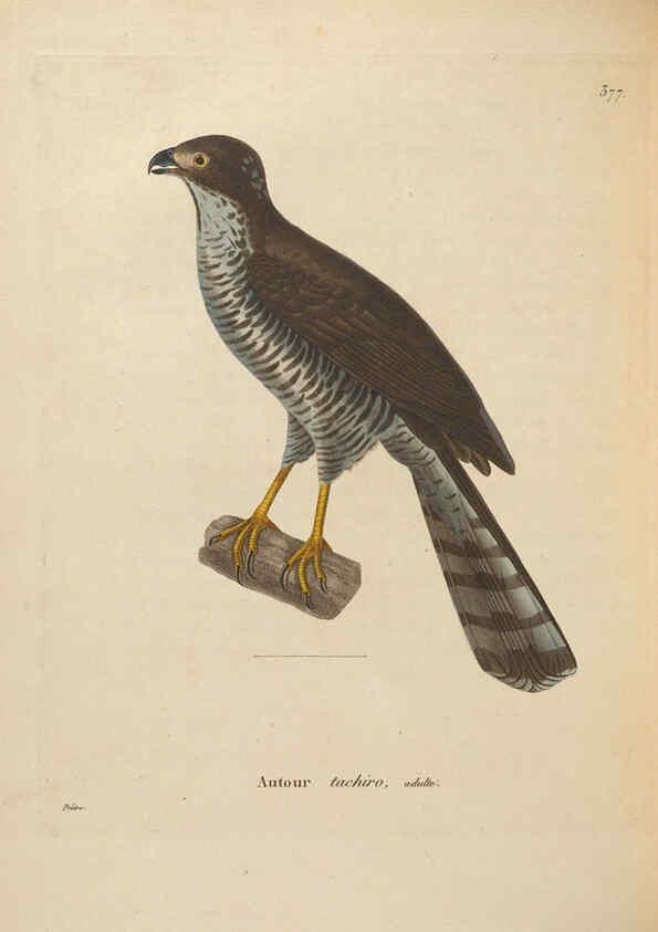 Reproducción/Reproduction 6286236598: Nouveau recueil de planches coloriées d'oiseaux A Strasbourgh ;Chez Legras Imbert et Comp.,1838