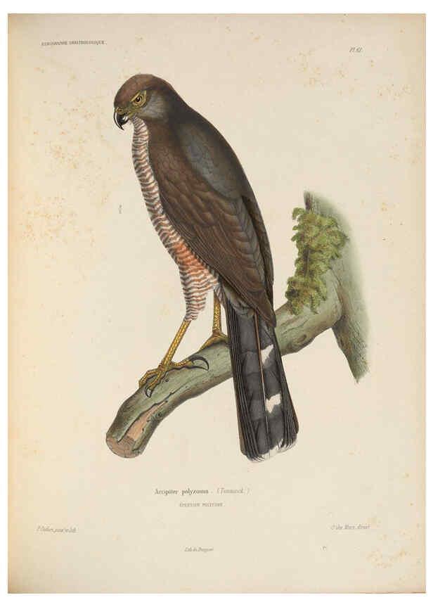 Reproducción/Reproduction 6120036911: Iconographie ornithologique Paris :Chez Friedrich Klincksieck [etc., etc.],1849 [i.e. 1845-1849] 