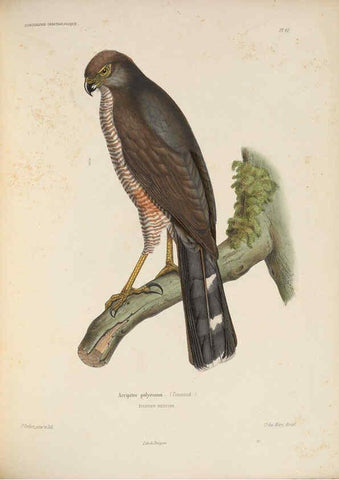 Reproducción/Reproduction 6120036911: Iconographie ornithologique Paris :Chez Friedrich Klincksieck [etc., etc.],1849 [i.e. 1845-1849] 