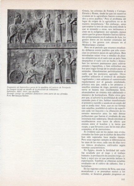 LAMINA V18549: Bajorrelieve persa de la apadana del Palacio de Persepolis