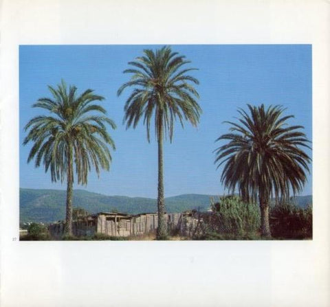 LAMINA V19592: Palmeras en Ibiza
