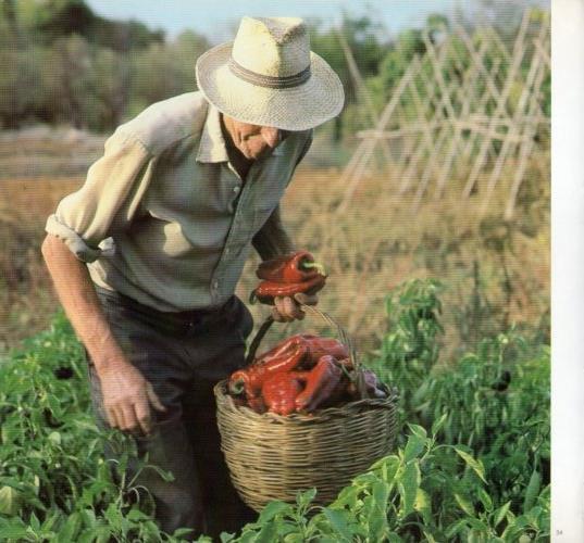 LAMINA V19595: Campesino en Ibiza