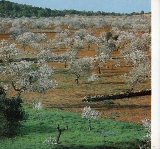 LAMINA V19602: Campo en Ibiza