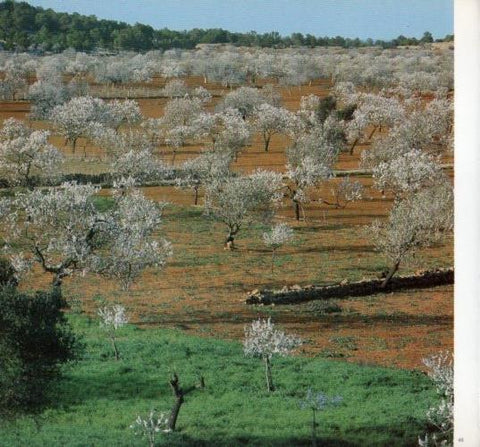 LAMINA V19602: Campo en Ibiza