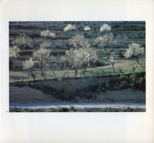 LAMINA V19603: Arboles en Ibiza