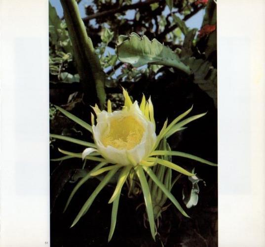 LAMINA V19604: Flor en Ibiza
