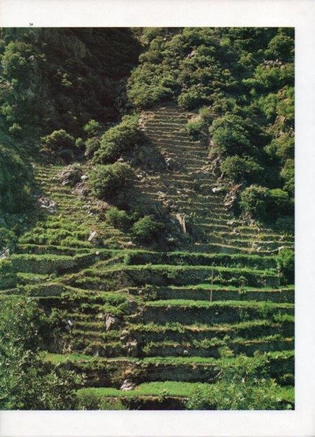 LAMINA V19839: Conreus en marges a l'Alt Urgell