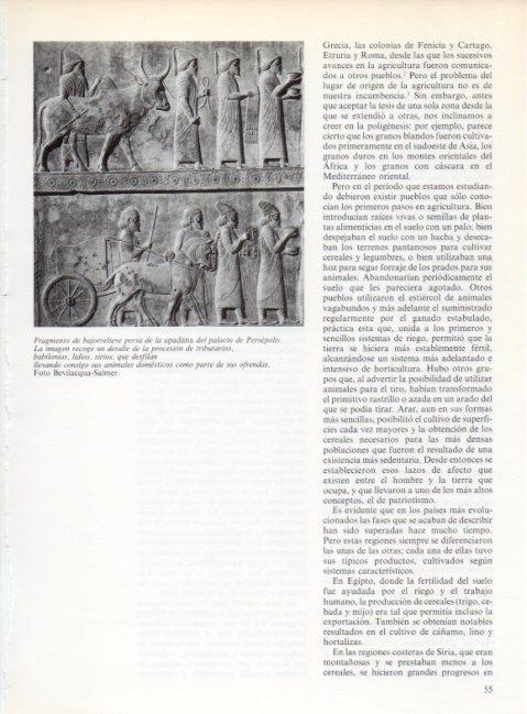 LAMINA V19189: Bajorrelieve de la apadana del palacio de Persepolis