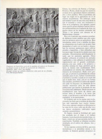 LAMINA V19189: Bajorrelieve de la apadana del palacio de Persepolis