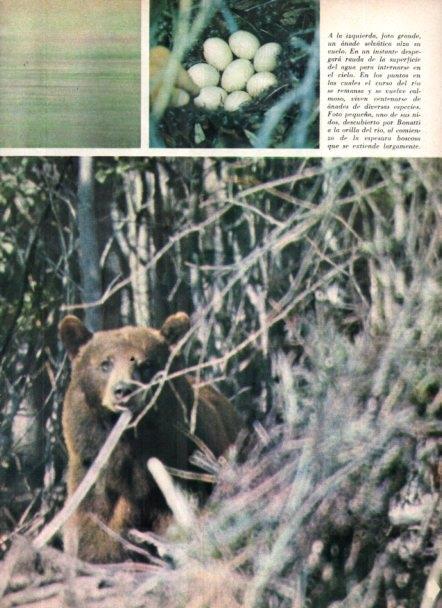 LAMINA V22034: Oso en Alaska