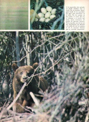 LAMINA V22034: Oso en Alaska