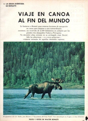 LAMINA V22032: Alce de Alaska