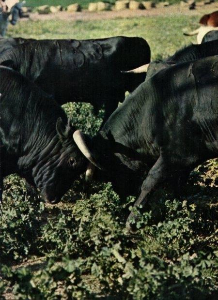 LAMINA V21893: Toros ganaderia de Alvaro Domecq