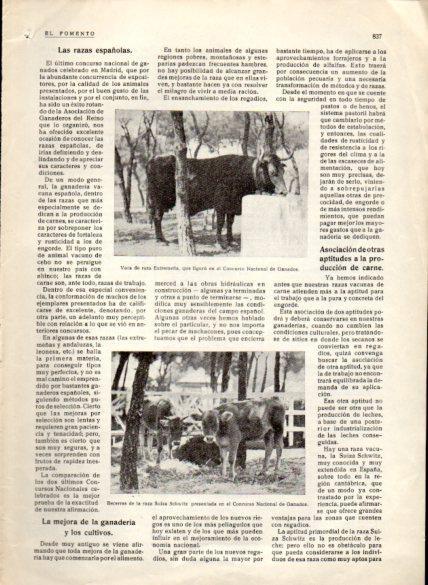 LAMINA V22628: Vaca de raza extremeña