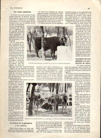 LAMINA V22628: Vaca de raza extremeña