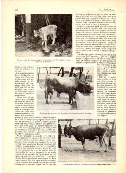LAMINA V22627: Novillo de raza leonesa