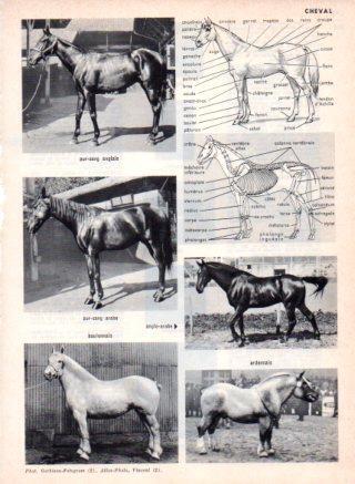 LAMINA V23482: Cheval