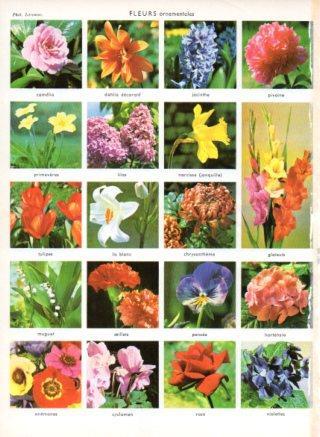 LAMINA V23491: Fleurs ornamentales