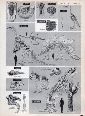 LAMINA V23515: Paleontologie