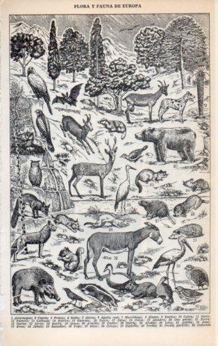 LAMINA V23145: Flora y fauna de Europa