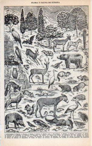 LAMINA V23145: Flora y fauna de Europa