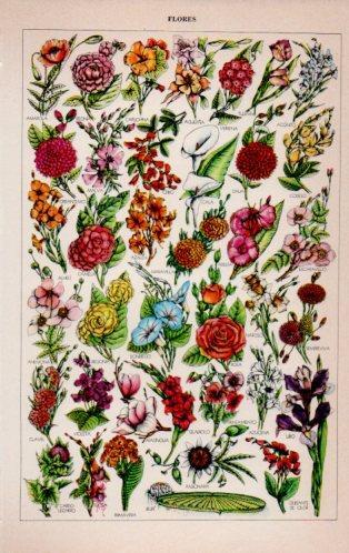 LAMINA V23154: Flores I