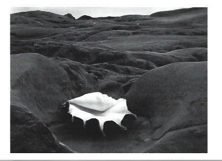 POSTAL A1341: Shell and Rock Arrangement. 1931