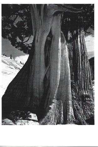 POSTAL A1332: Juniper, Lake Tenaya. 1937