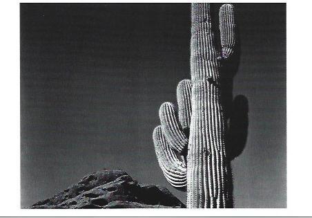 POSTAL A1323: Saguaro, Papago, Arizona. 1938