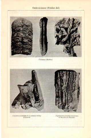 LAMINA V23974: Fosiles del Ordoviciense