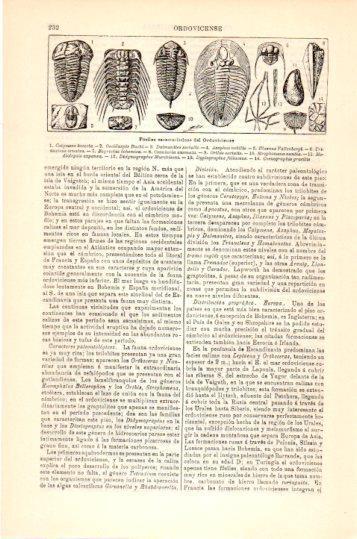 LAMINA V23973: Fosiles caracteristicos del Ordoviciense