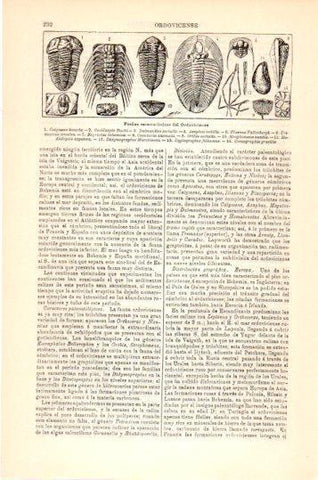 LAMINA V23973: Fosiles caracteristicos del Ordoviciense