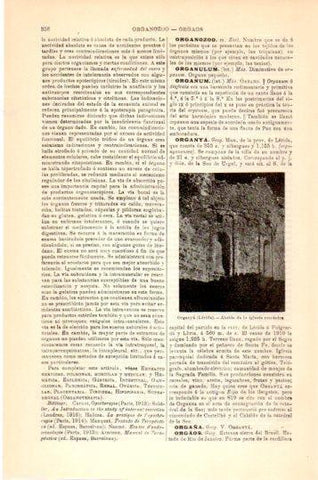 LAMINA V24018: Abside de la iglesia de Organya