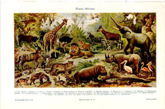LAMINA V24007: Fauna africana