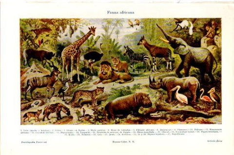 LAMINA V24007: Fauna africana