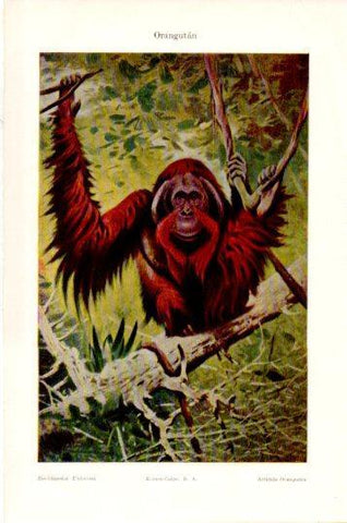 LAMINA V23954: Orangutan