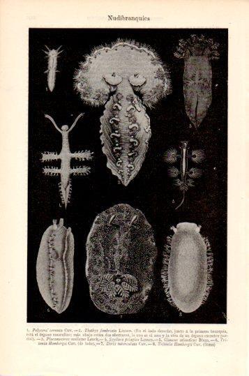 LAMINA V23918: Nudibranquios