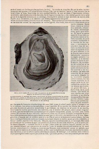 LAMINA V24125: Ostrea edulis Lamk